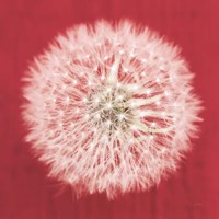 Framed Dandelion on Red I