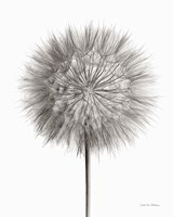 Framed Dandelion Fluff on White