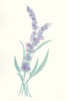 Framed Lavender II