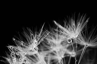 Framed Dandelion Dewdrops II