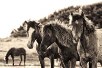 Framed Horses Three Sepia