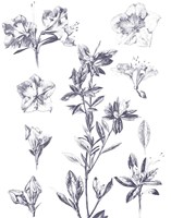 Framed Lithograph Florals I Blue