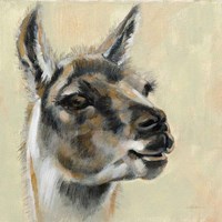 Framed Llama Portrait