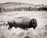 Framed Buffalo I BW