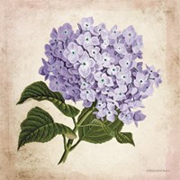 Framed Vintage Lilac