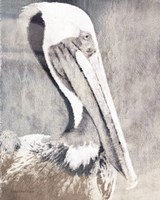Framed Pelican