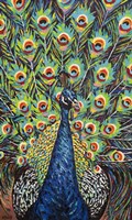 Framed Lavish Peacock II