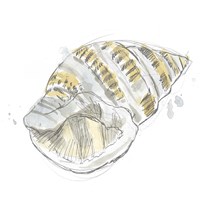 Framed 'Citron Shell Sketch I' border=