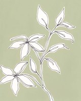 Framed Botanic Drawing I