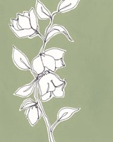 Framed Botanic Drawing II