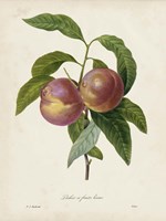 Framed Redoute's Fruit II