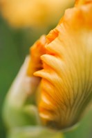 Framed Peach Bearded Iris 1