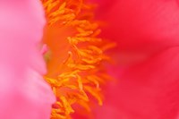 Framed Pink Peony Bloom 1