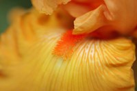 Framed Bearded Iris Flower Close-Up 2