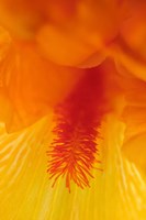 Framed Bearded Iris Flower Close-Up 3