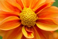 Framed Orange Dahlia Bloom