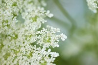 Framed Queen Anne's Lace Flower 6