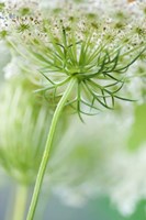 Framed Queen Anne's Lace Flower 7