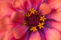 Framed Zinnia Blossom 2