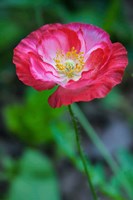 Framed Pink Poppy Flower