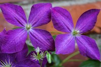 Framed Purple Clematis Flowers 2
