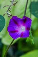 Framed Purple Morning Glory 1