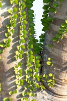 Framed Madagascar Spiny Forest, Anosy - Ocotillo Plants With Leaves Sprouting From Their Trunks