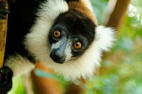 Framed Madagascar, Lake Ampitabe, Headshot Of The Showy Black-And-White Ruffed Lemur