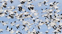 Framed British Columbia Reifel Bird Sanctuary, Snow Geese Flock In Flight