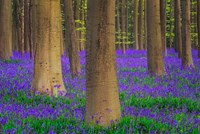 Framed Europe, Belgium Hallerbos Forest With Trees And Bluebells