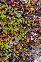 Framed Greenland Qeqertaq Dwarf Birch, Lichen, And Large Flowered Wintergreen