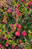 Framed Greenland, Eqip Sermia Dwarf Birch And Other Tundra Plants