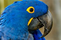 Framed Blue Hyacinth Macaw, Anodorhynchus Hyacinthinus