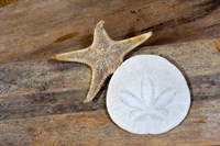 Framed Sand Dollar And Starfish Still-Life