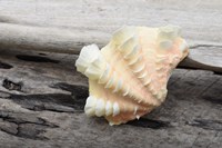 Framed Ruffled Clam Shell - Tridacna Squamosa