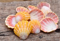 Framed Hawaiian Sunrise Shells