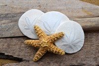 Framed Sand Dollar And Starfish Still-Life