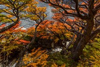 Framed Argentina, Los Glaciares National Park Lenga Beech Trees In Fall