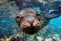 Framed Galapagos Islands, Santa Fe Island Galapagos Sea Lion Swims In Close To The Camera