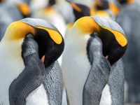 Framed King Penguin On Falkland Islands 1