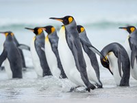 Framed King Penguin On Falkland Islands 2