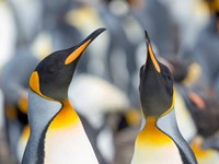 Framed King Penguin, Falkland Islands 3