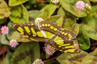 Framed Costa Rica, La Paz River Valley Captive Butterfly In La Paz Waterfall Garden