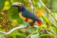 Framed Costa Rica, La Selva Biological Station Collared Aricari On Limb