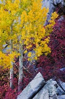 Framed California, Sierra Nevada Mountains Mountain Dogwood And Aspen Trees In Autumn
