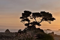 Framed Cypress Tree At Sunset Along The Northern California Coastline, Crescent City, California