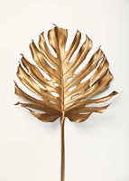 Framed Monstrea Gold Leaf