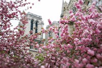 Framed Notre Dame 1