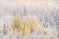 Framed Colorado, San Juan Mountains, Freshly Falling Snow On Aspen Forest