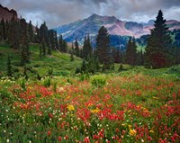 Framed Colorado, Laplata Mountains, Wildflowers In Mountain Meadow